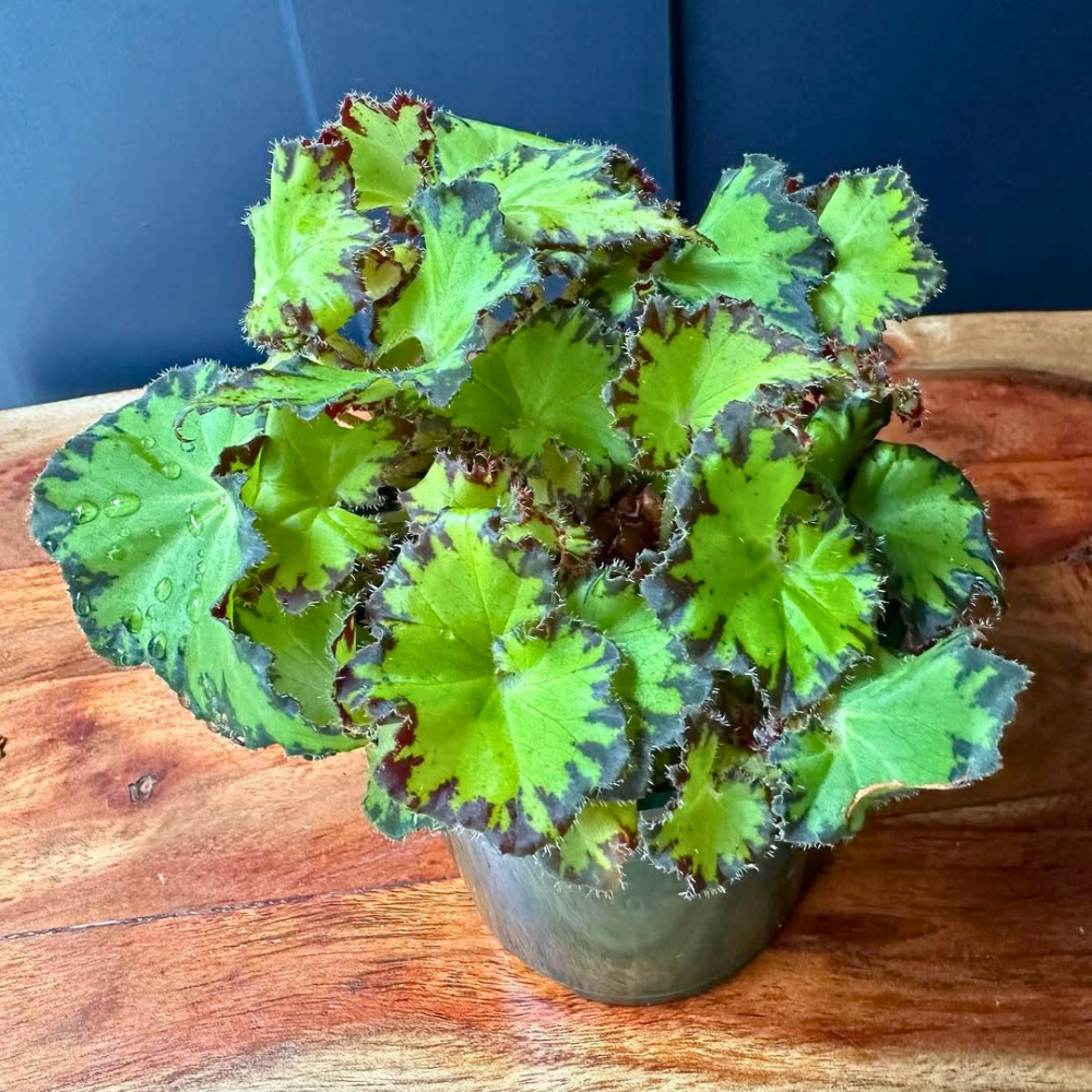 rex begonia for bedroom 1