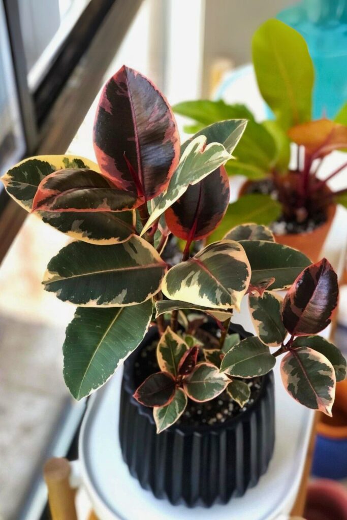 rubber plant for spring