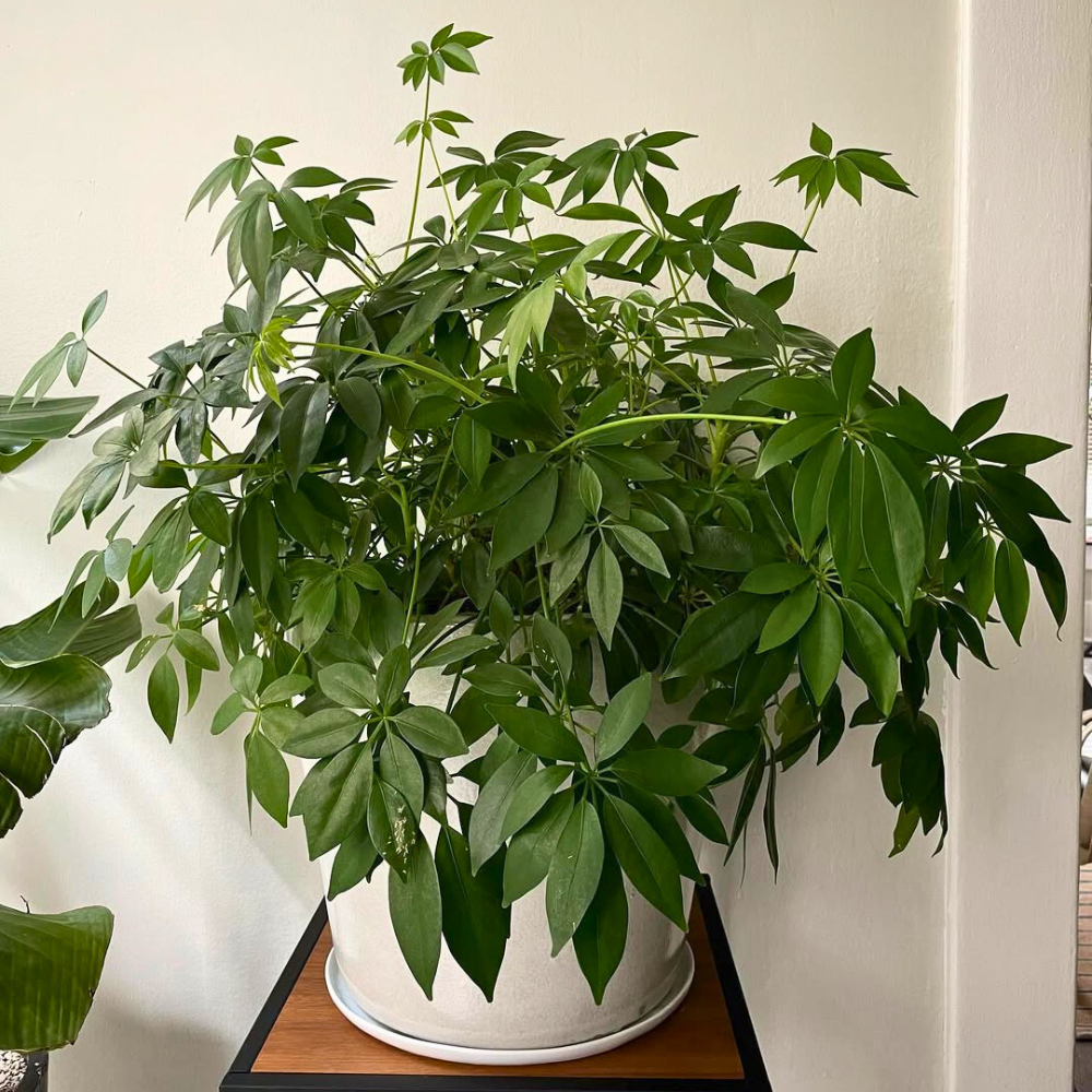 schefflera for bedroom 1