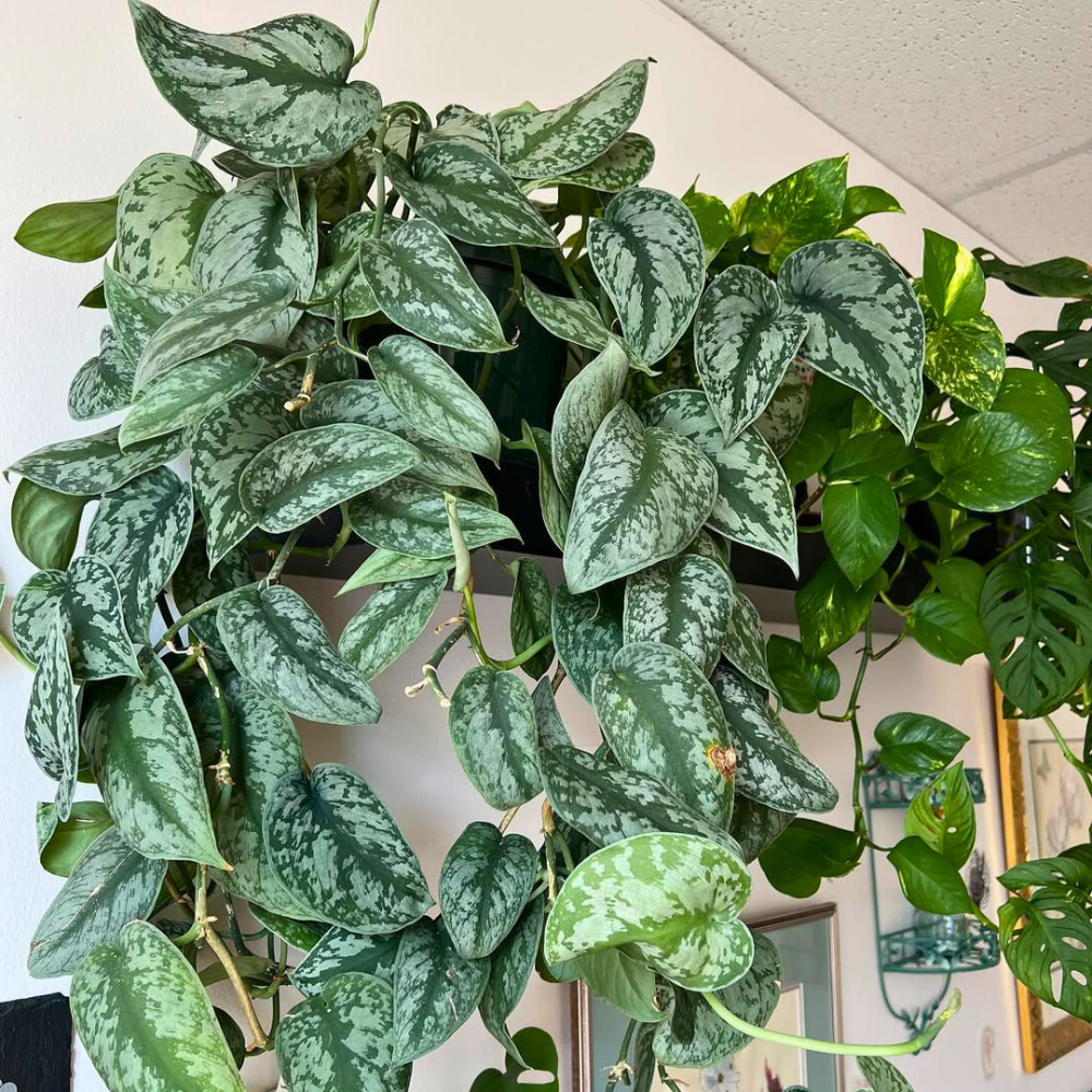 scindapsus for bedroom 1