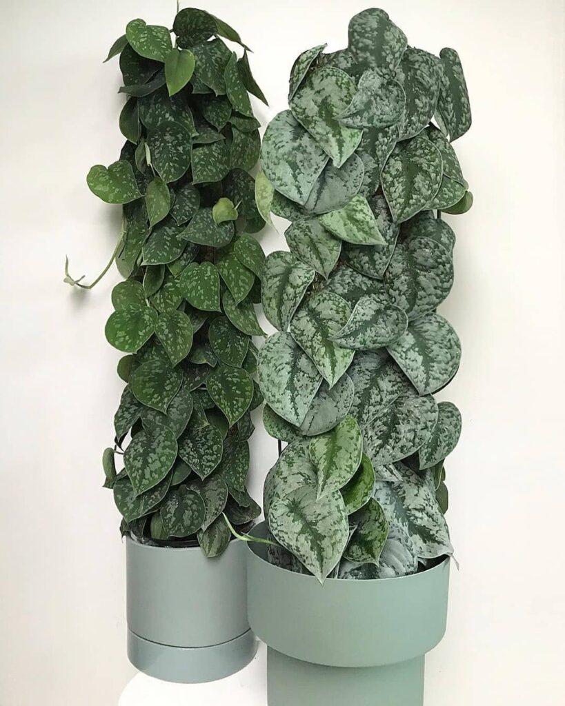 scindapsus on moss poles 1