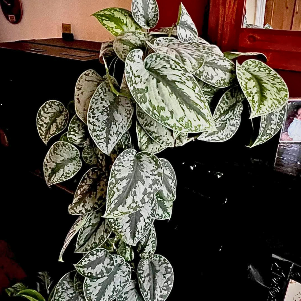 silver philodendron for bedroom 1