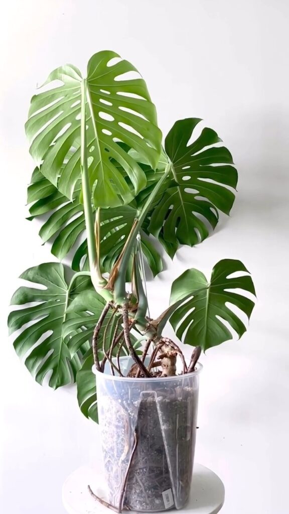 soil for monstera plant 1