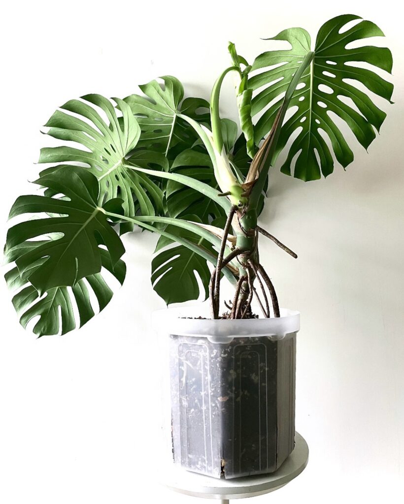 soil mix for monstera deliciosa