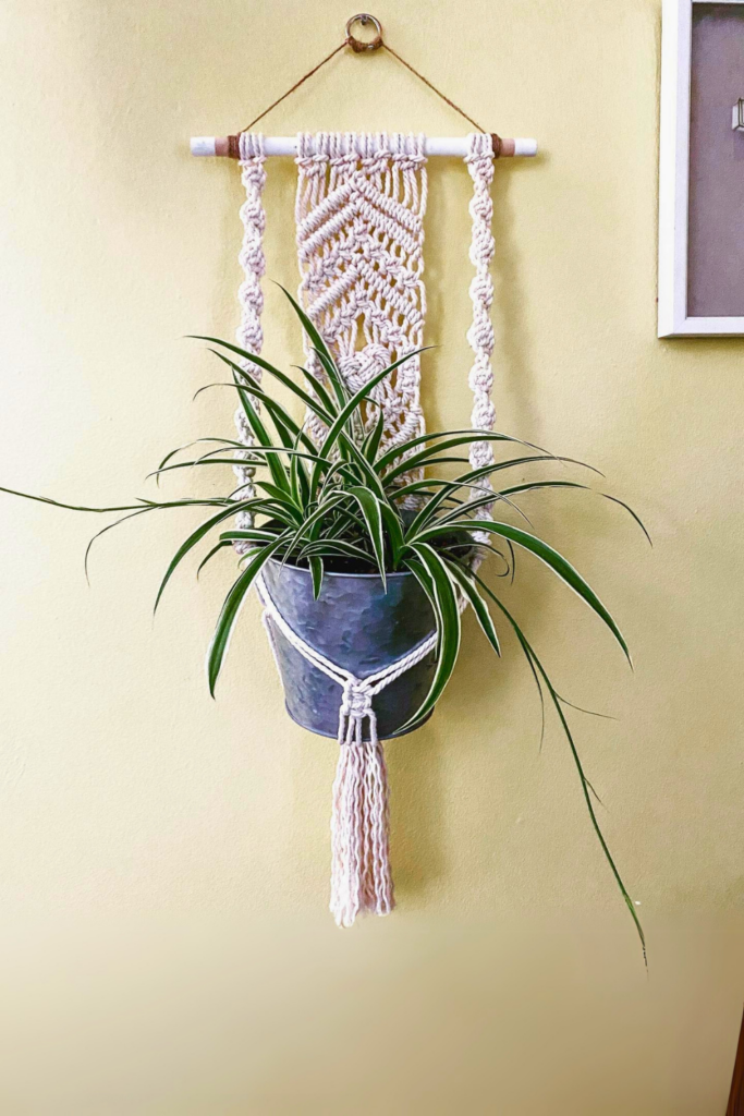 spider plant for bedroom wall