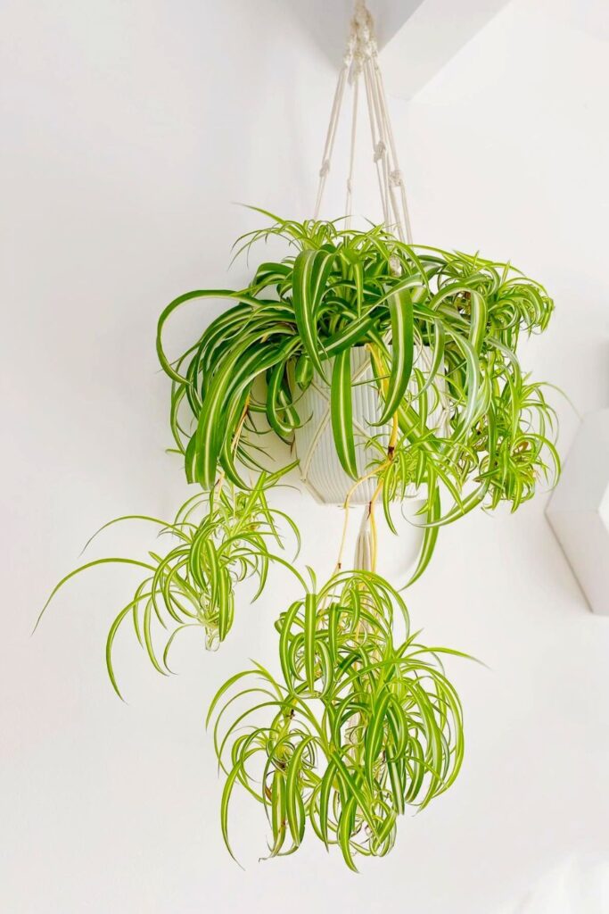 spider plant for spring