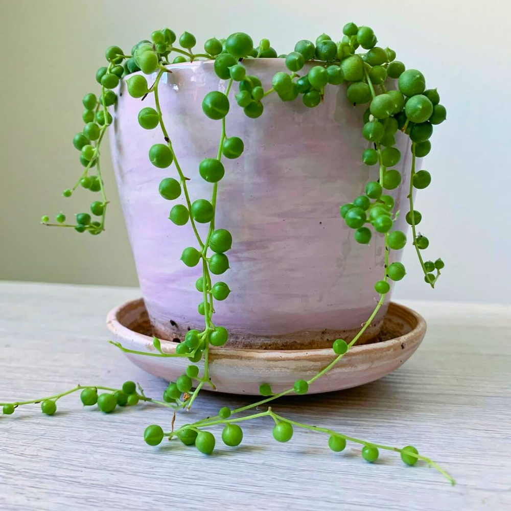 string of pearls for bedroom 1