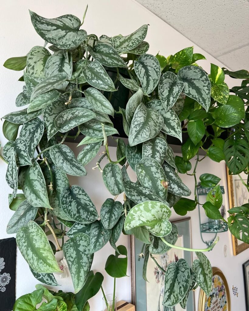 trailing scindapsus plants