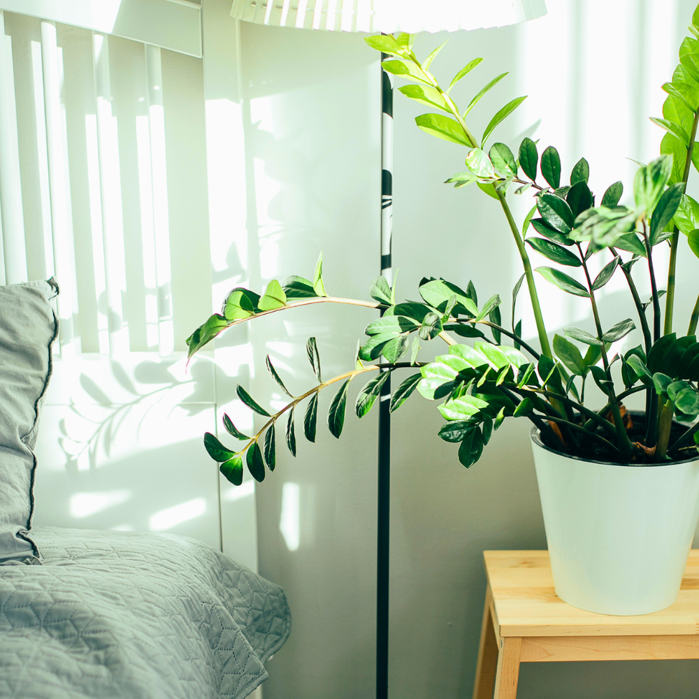 zz plant for bedroom
