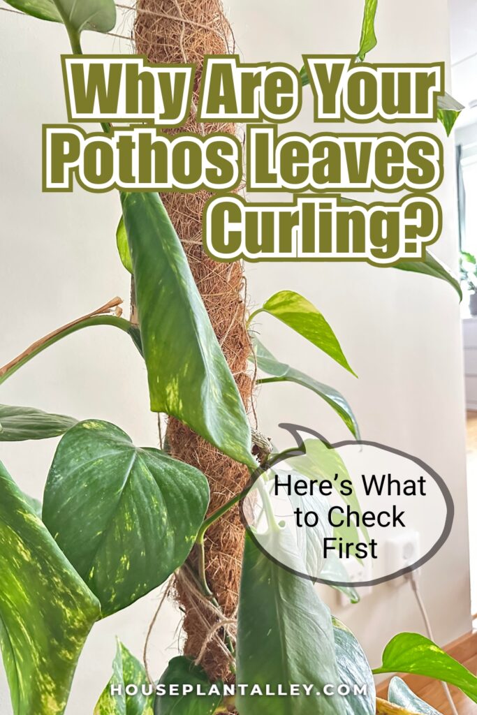 1091 Pothos Leaves Curling Heres What It Means and How to Fix It Fast