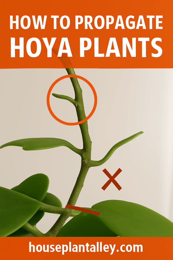 1096 Comprehensive Guide to Hoya Propagation