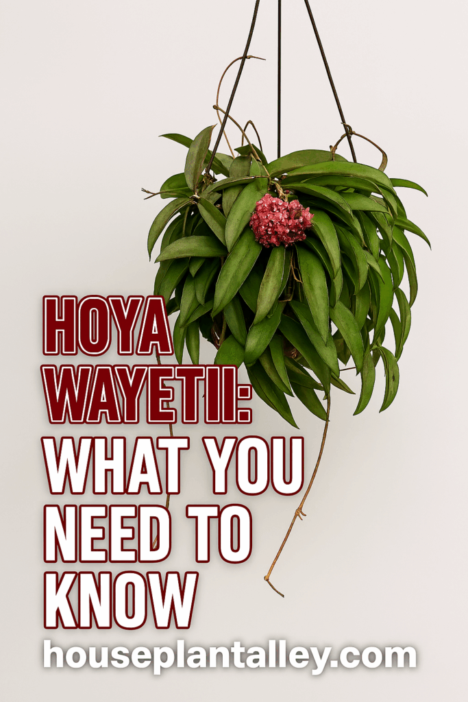 1103 How to Care for Hoya Wayetii 1
