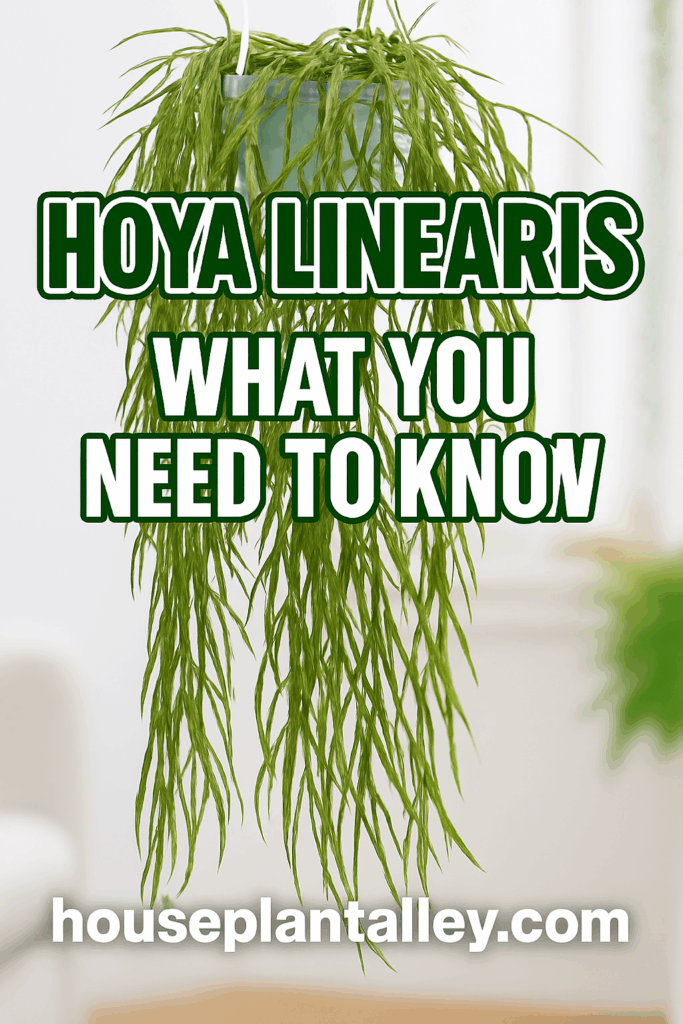1109 How to Care for Hoya Linearis 1