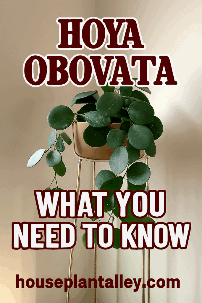 1110 How to Care for Hoya Obovata 1