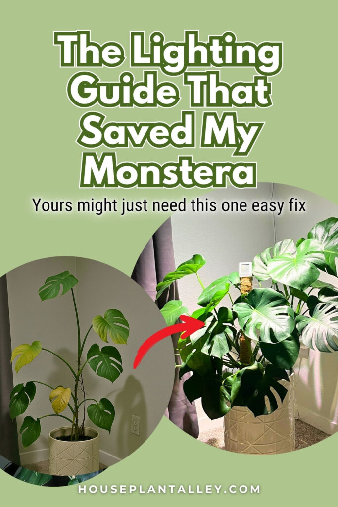 1111 How Much Light Does a Monstera Need Lighting Guide for Monstera Indoor Plants
