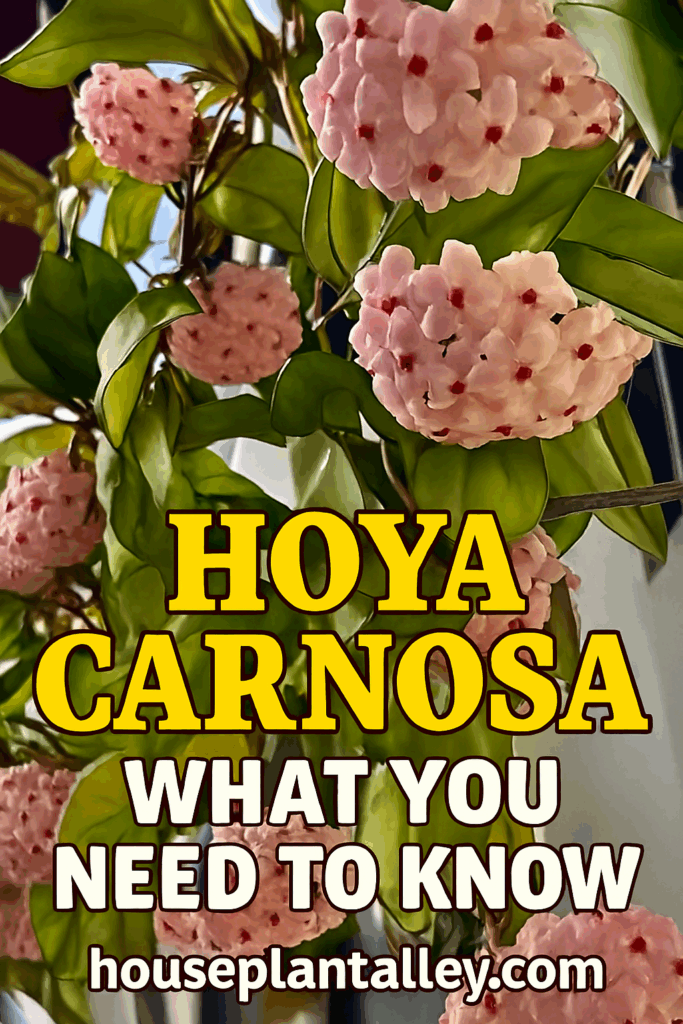 1113 How to Care for Hoya Carnosa 1