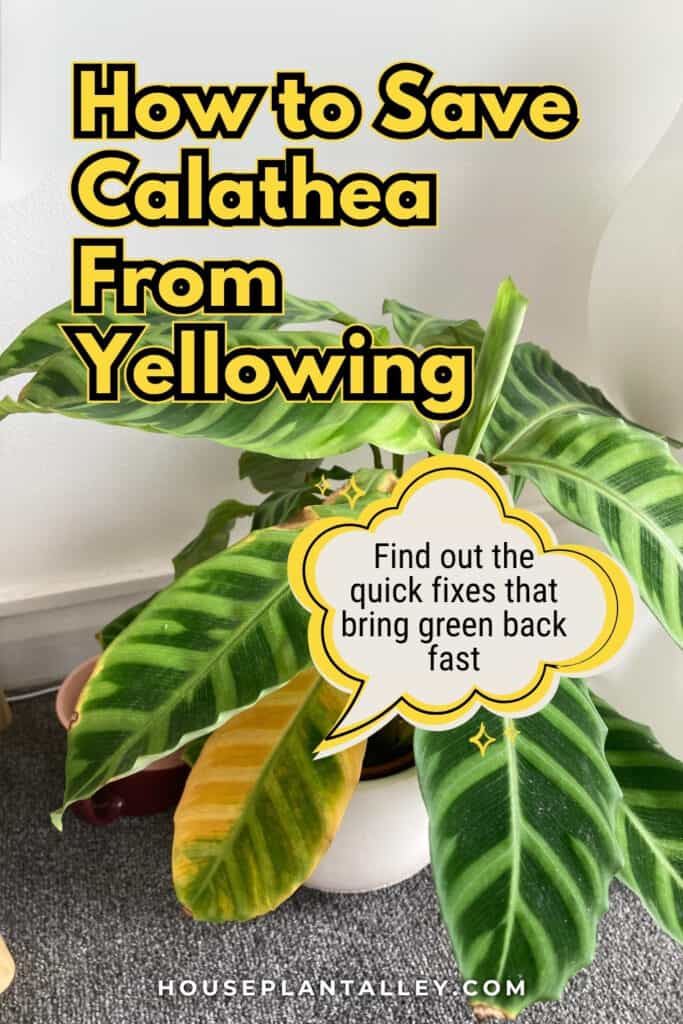 1114 Calathea Yellow Leaves Plant Care Tips for Ornata White Fusion