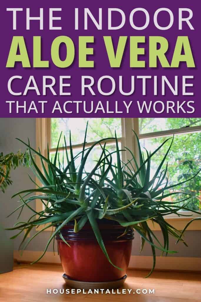 1121d The Ultimate Indoor Care Guide for Aloe Vera