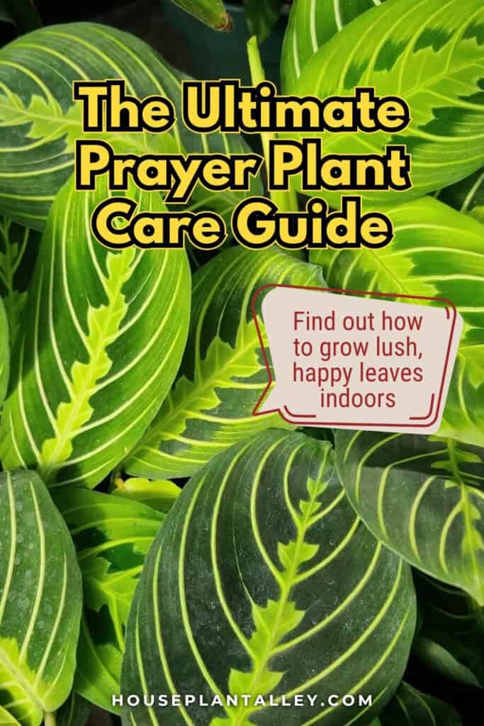 1123 Prayer Plant Indoor Care – Maranta leuconeura Guide Propagation