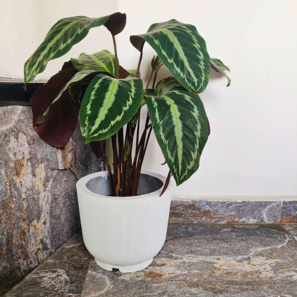Calathea veitchiana for low light bathroom 1