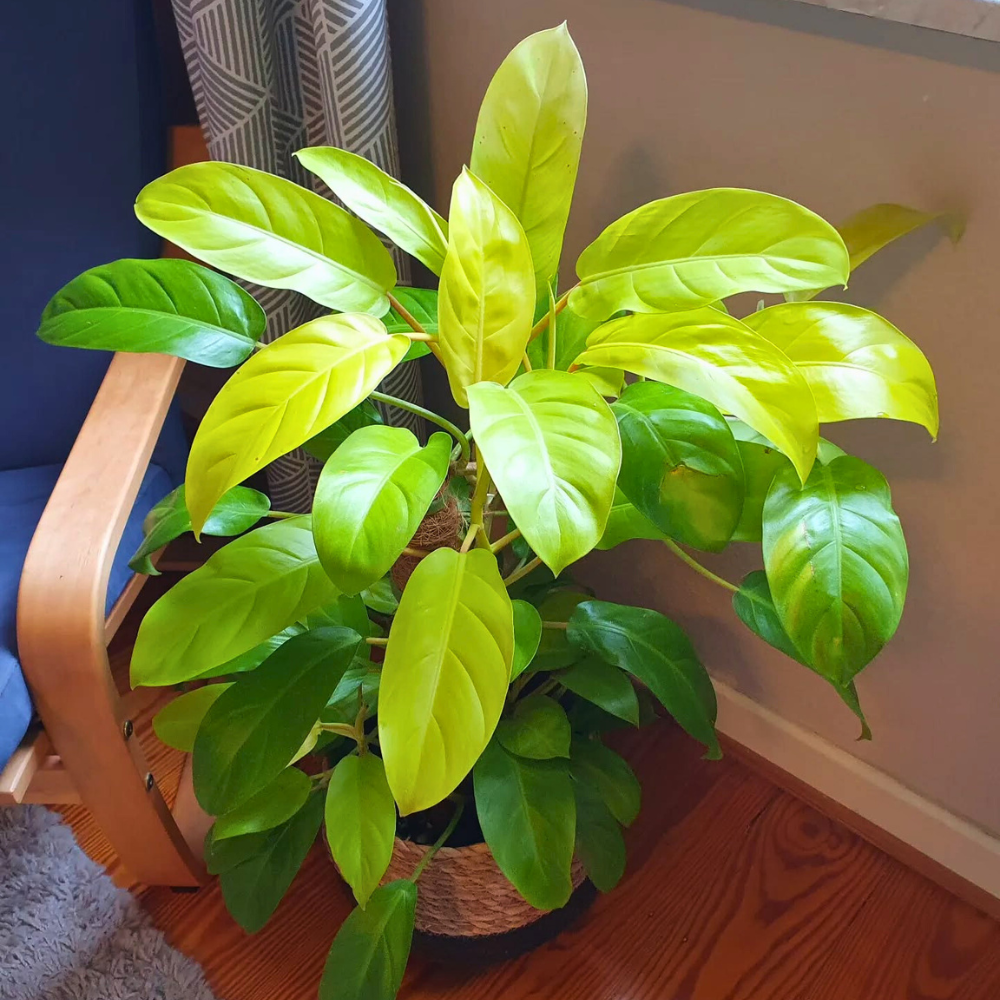 Golden Goddess Philodendron for low light bathroom 1