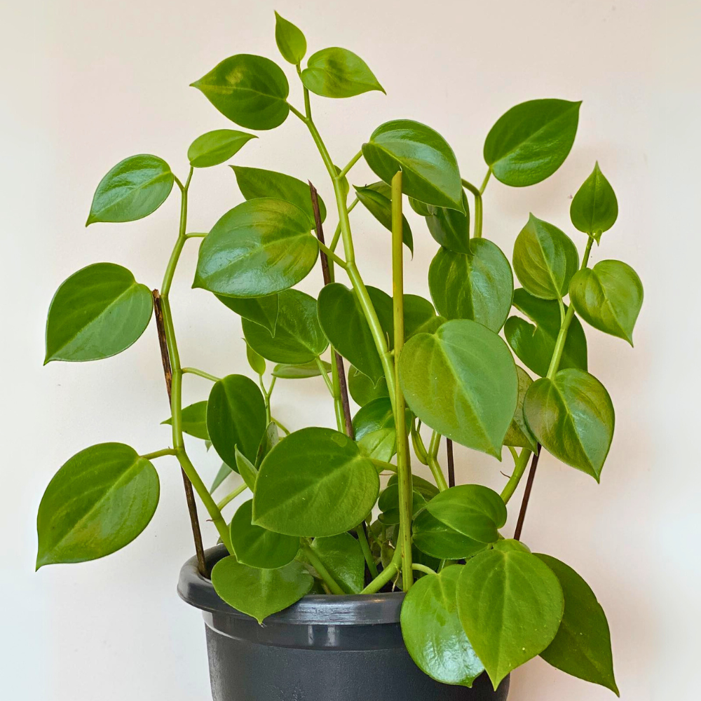 Peperomia scandens Green for low light bathroom 1