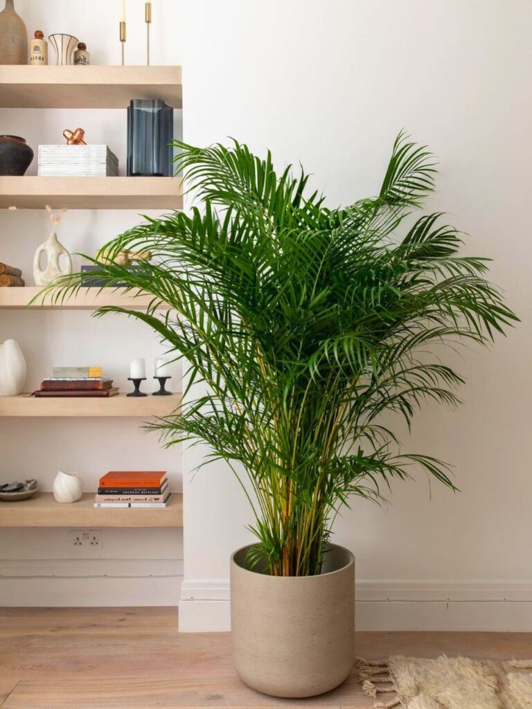 areca palm indoor