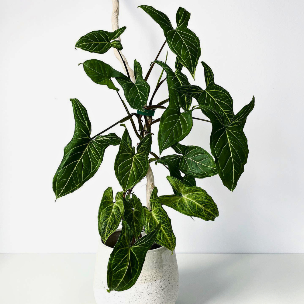 arrowhead plant for low light bedroom 1
