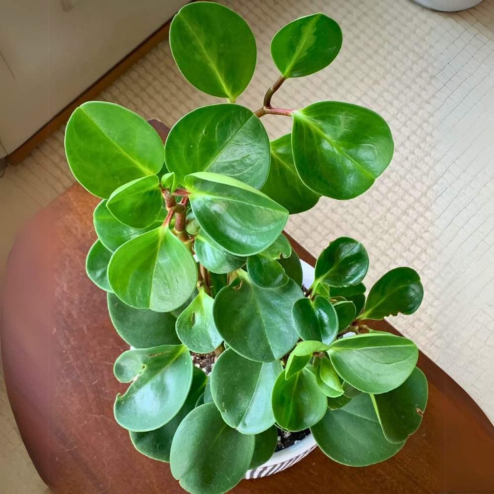 baby rubber plant for low light bedroom 1