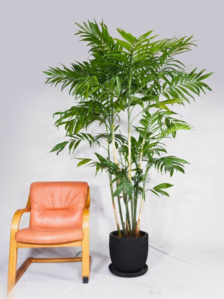 bamboo palm indoors