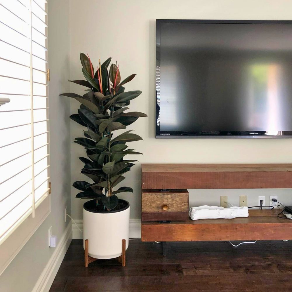 best living room plants 1