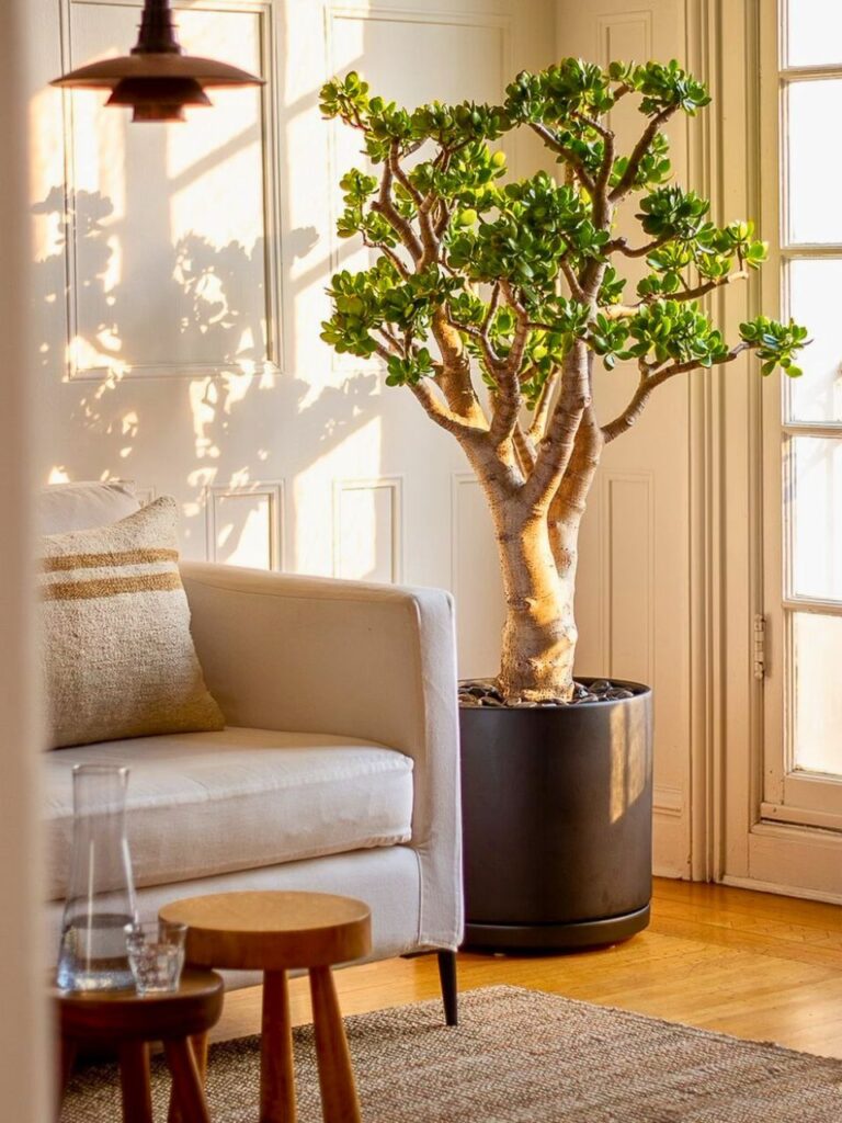 best plants for living room 1
