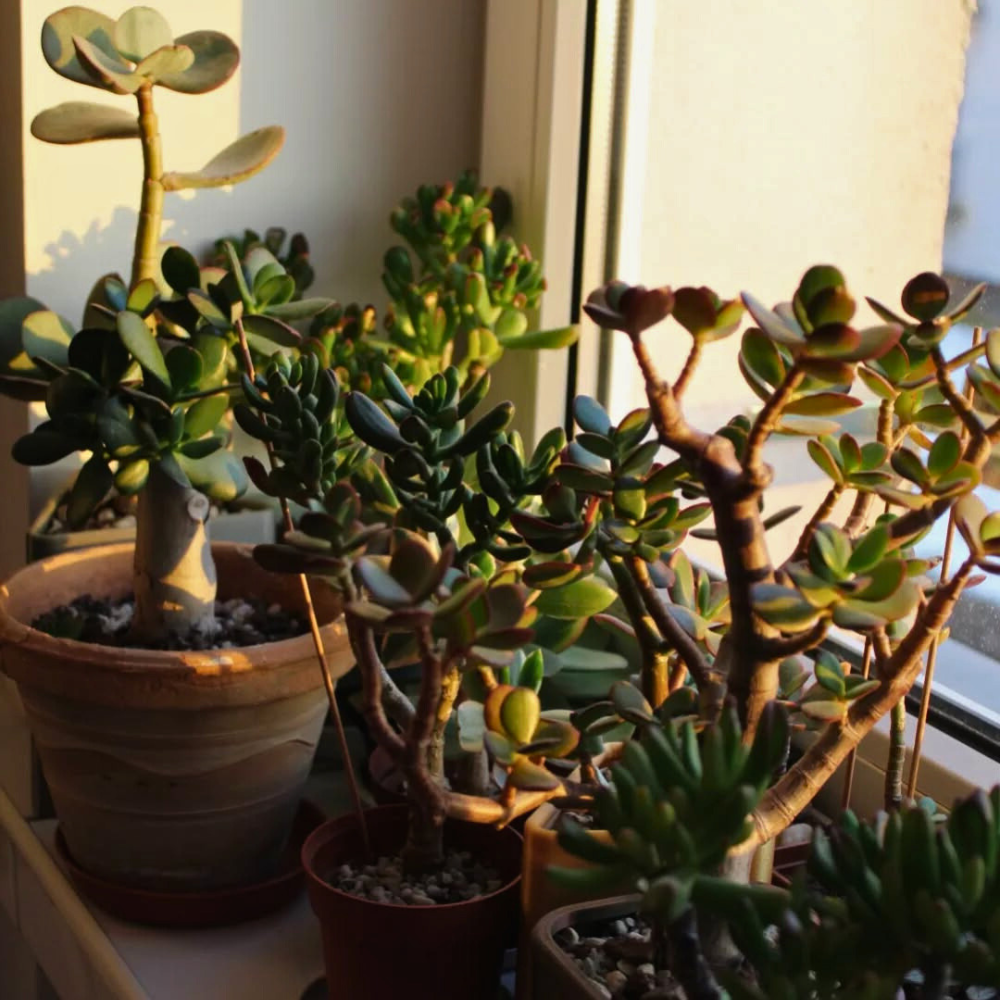 best plants for window sill 1
