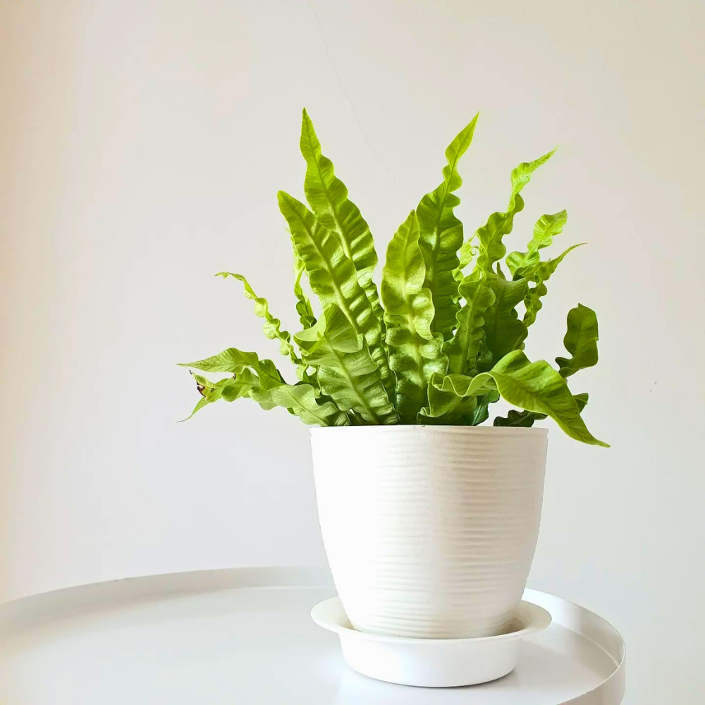 birds nest fern for low light bathroom