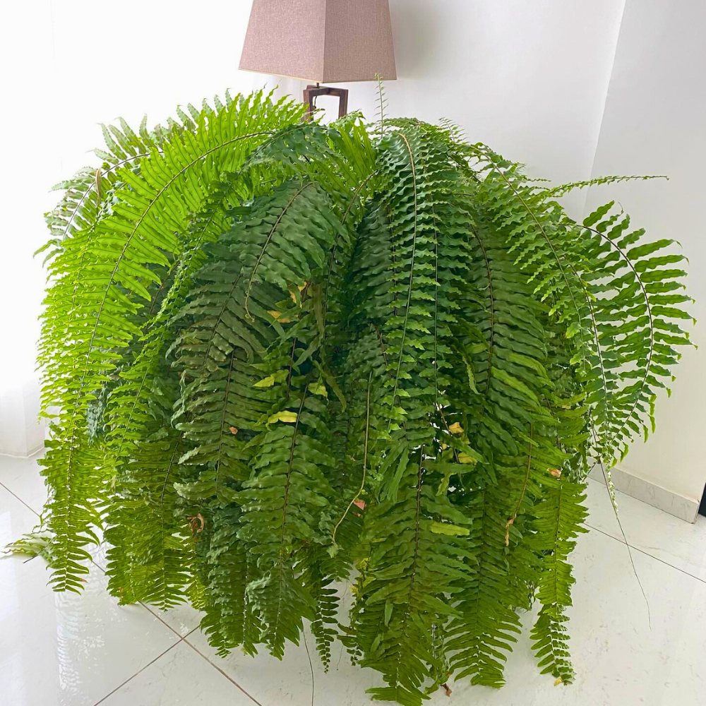 boston fern for low light bathroom 1