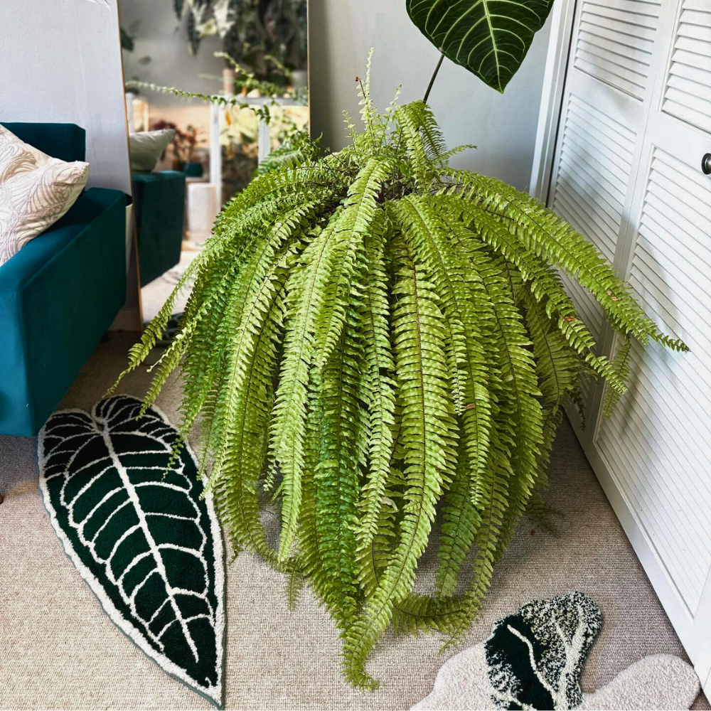 boston fern for low light bedroom