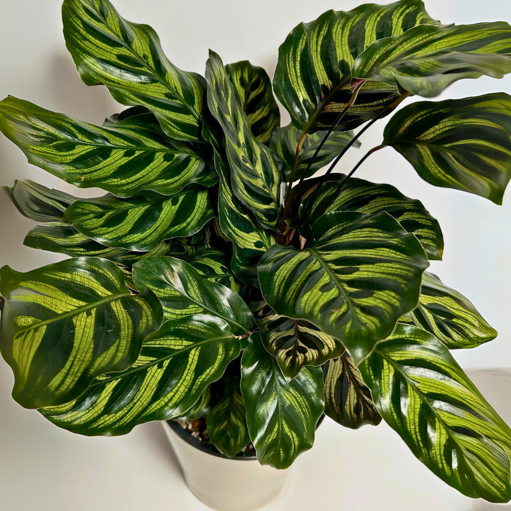 calathea makoyana for low light bedroom 1