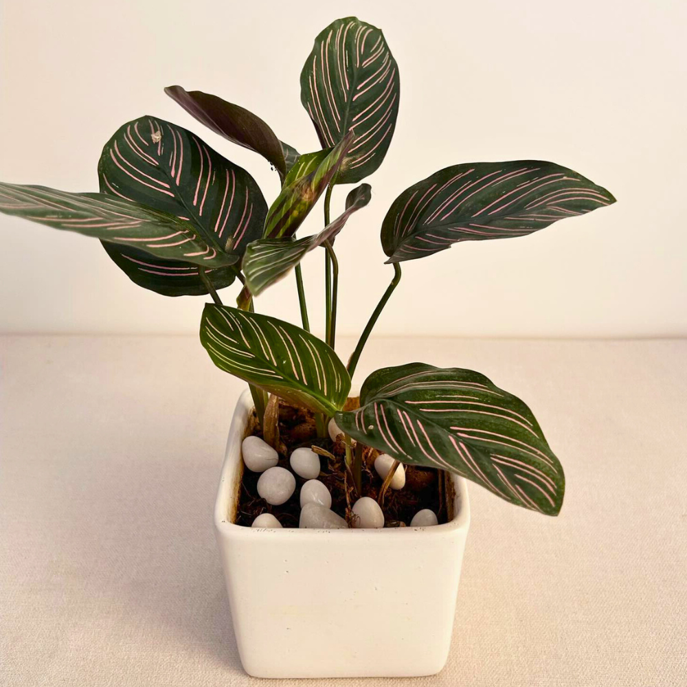 calathea ornata for low light office
