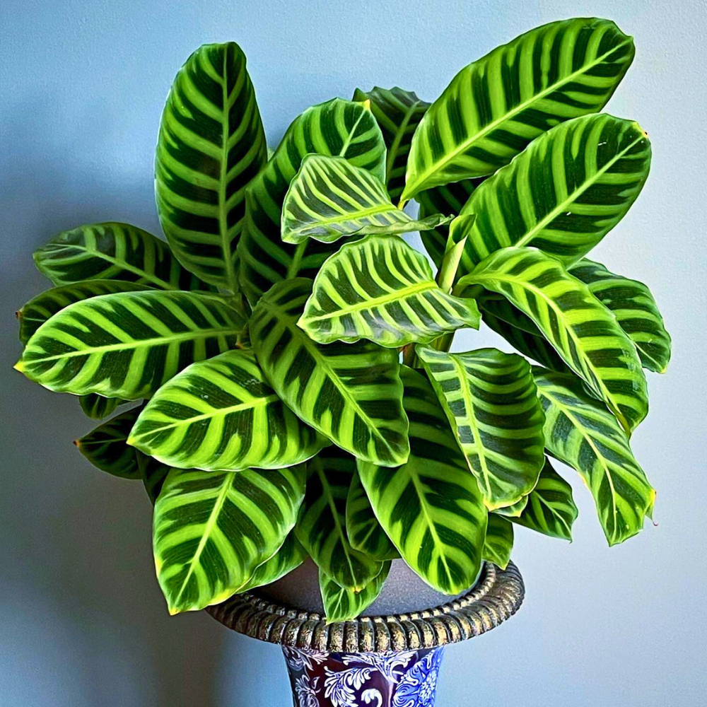 calathea zebrina for low light bedroom 1