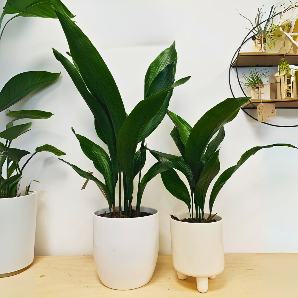 cast iron plant for low light bathroom 1