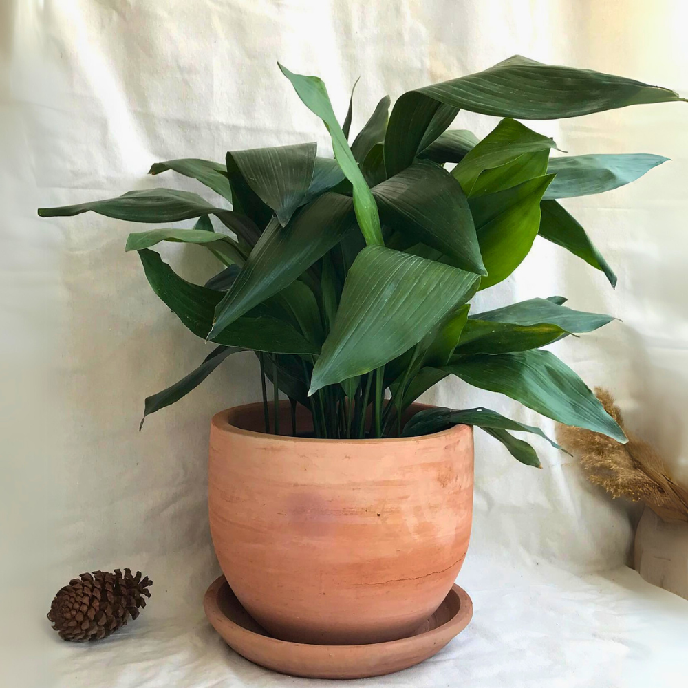 cast iron plant for low light bedroom 1