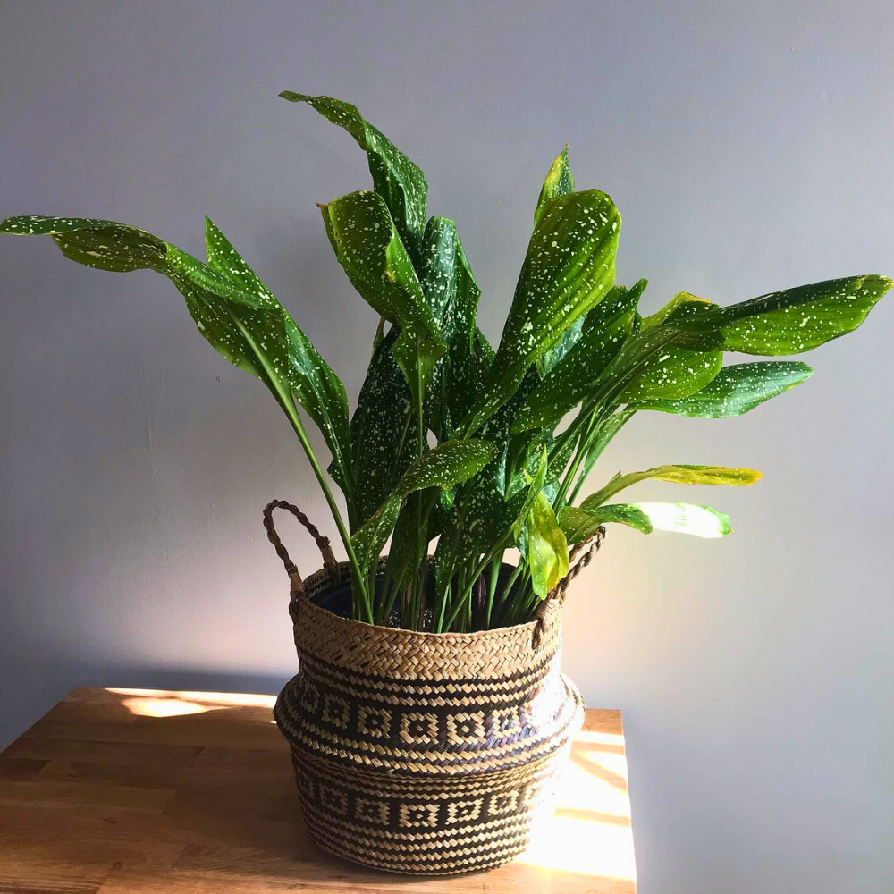 cast iron plant for low light office 1