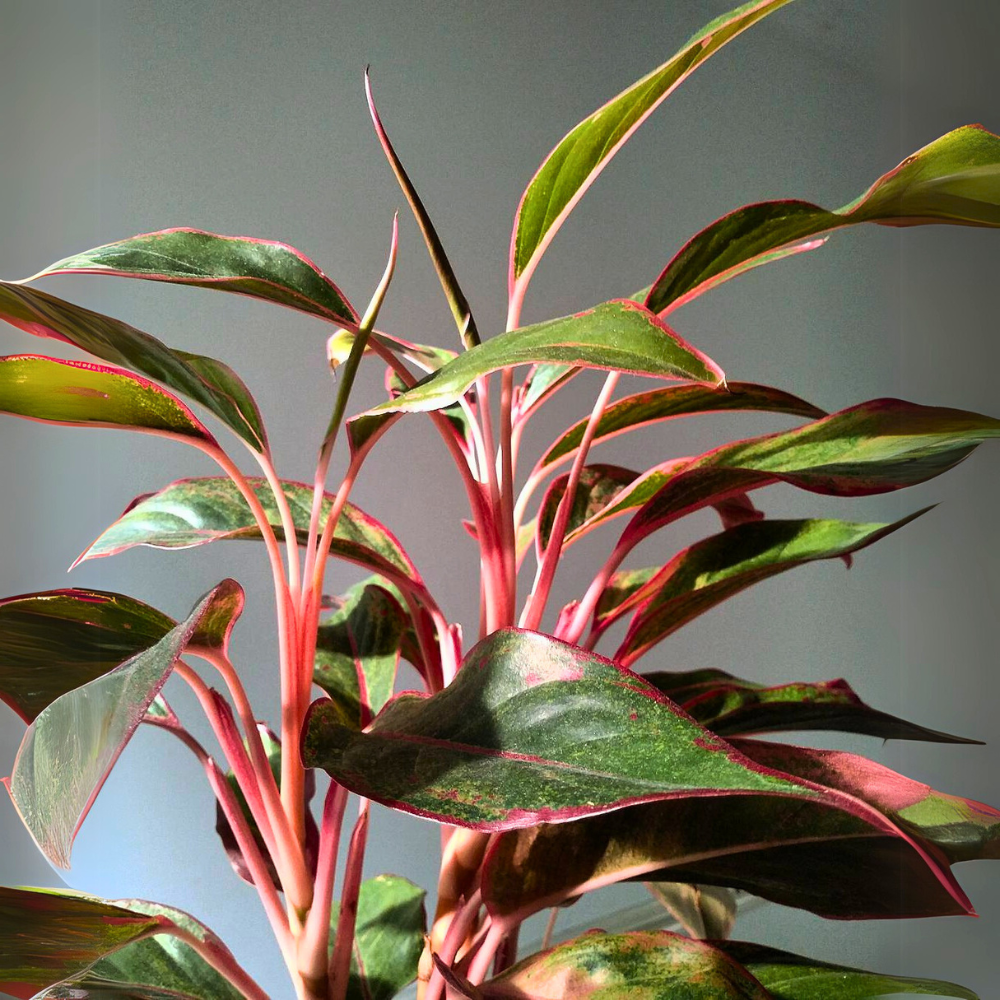 chinese evergreen for low light bedroom