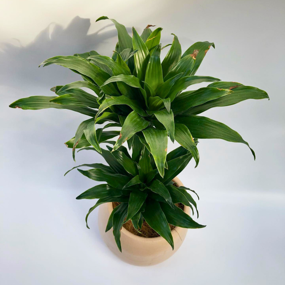 corn plant for low light office 1