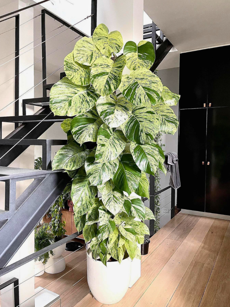 corner living room plants