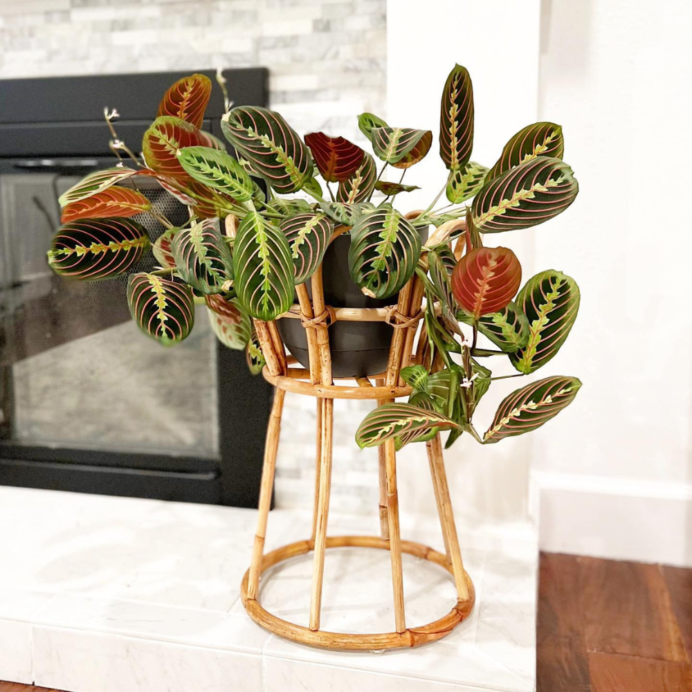 corner living room plants on stand