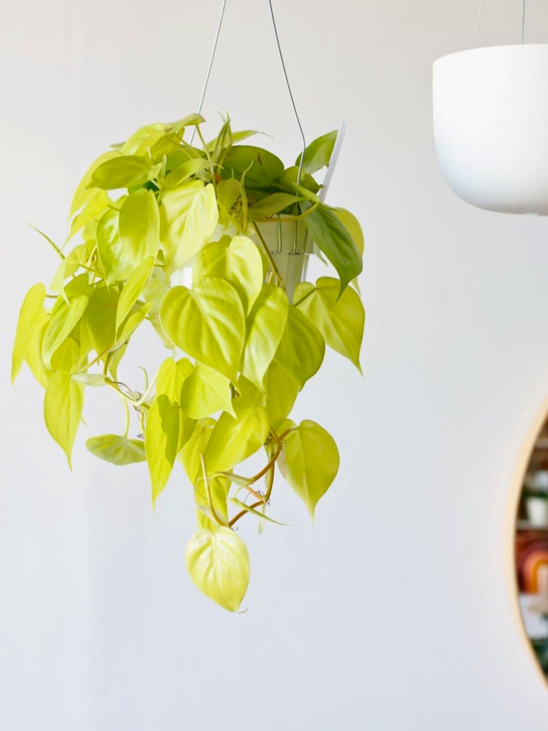 corner plant in living room