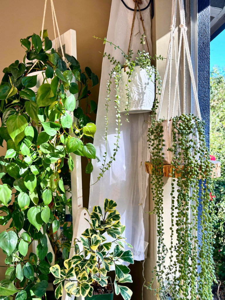 corner plants in living room