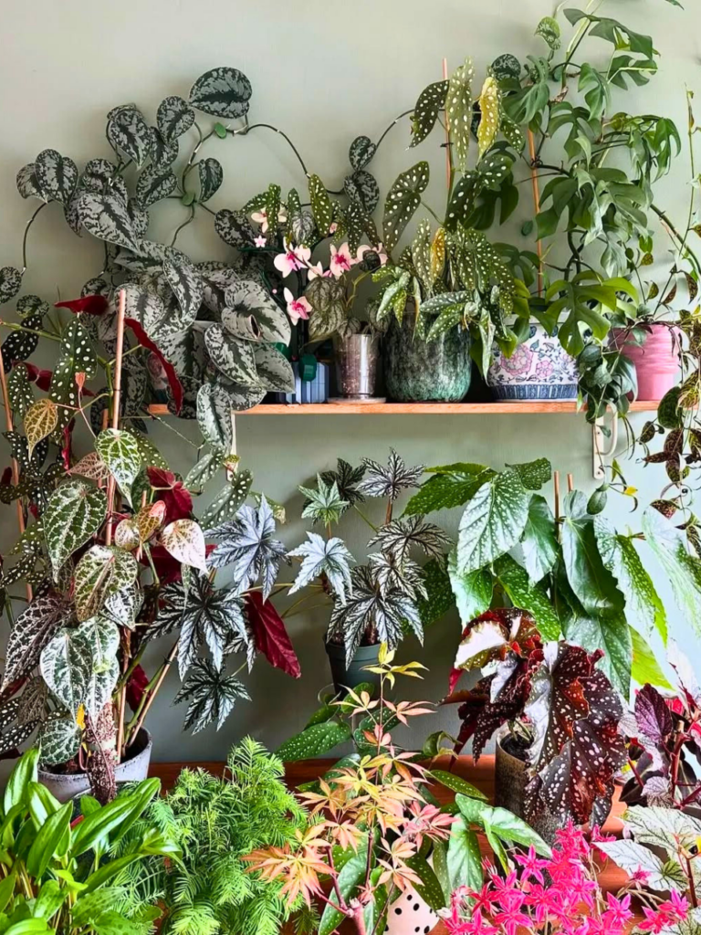 corner plants indoor decor