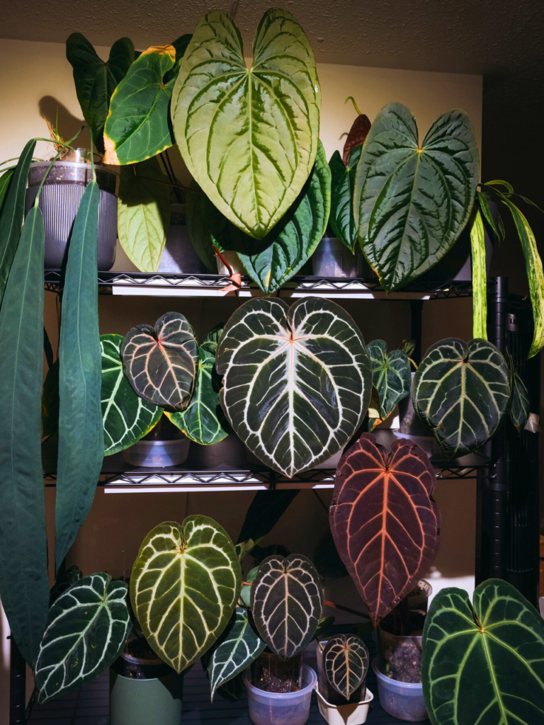 corner shelf plants